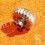 Rolex Vintage remontoir, couronne acier 6mm SUPER + OYSTER ROLEX montres de collection 60's ref 6105, 6022, 6084, 6062 Killy
