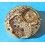 ROLEX WATCH PART SPARE FOR SALE HOROLOGICAL PLATE CALIBER 1520, 1530, 1560, 1570