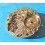 ROLEX WATCH PART SPARE FOR SALE HOROLOGICAL PLATE CALIBER 1520, 1530, 1560, 1570