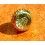 ROLEX VINTAGE & RARE COURONNE,REMONTOIR MONTRES ROLEX OYSTER OR JAUNE Ø6mm Twinlock