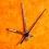 Rolex Authentic Genuine used Tritium Men's Datejust Hands Yellow gold 16018,16013 Cal 3035,3135