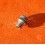 Rolex spare Submariner steel case tube 24-7030-0 7.0mm, fits on 5512, 5513, 1680, 16800, 168000, 16610, 16610LV, 116710, 16520