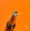 Richard Mille rare Genuine screwdriver 2.40mm 4 prongs Precision Screwdriver Richard Mille Watch bezel,bracelet