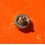 Rolex used Twinlock GMT Ø6mm Stainless Steel Watch Crown Winding Part for sale