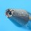 Rolex oyster watch screwdriver universal tool ref 2011Cal 2030 Swiss Made collectible instrument item