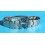 ROLEX RARE AUTHENTIQUE BRACELET JUNIOR / MEDIUM OYSTER 78350 / 551B 17mm ACIER STEELINOX 904L NEUF