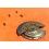 Rolex watches sparts ref 7990, automatic device module + rotor preowned fits on automatics calibers 1560 & 1570