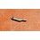 Rolex Bascule de pignon coulant Calibre automatique 1520, 1530, 1570, 1560, Ref 7885 montres hommes