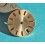 ROLEX CADRAN MONTRES LADY, DAMES OYSTER PERPETUAL DATE BEIGE Ø20mm 79173, 69173, 69163, 69178