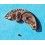 Rolex Factory used spare movement 1560, pre-owned barrel bridge part 7822 watches Cal automatics 1520, 1530, 1570