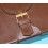 Authentic Rolex President Day-Date 1803, 18038, Daytona 16528 Watches Men's Leather wood case box 71.00.06
