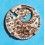 Rolex Rare Calibre 1100, 1160, 1130 Main Plate Timepiece Ladies watch Ref 6590, 6667 spare for service or repair