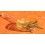 ROLEX Rare microstella ajusteur d'huile mouvement automatique 3135 1570 1560 1575 1565 1580 3035 outil