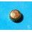 ROLEX RARE VINTAGE & RARE COURONNE MONTRES ROLEX OYSTER OR JAUNE Ø5.30mm Twinlock ref 24-480-8